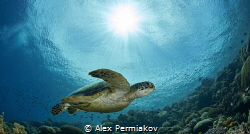 Green sea turtle and sun ball by Alex Permiakov 